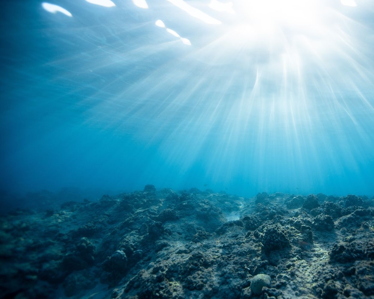 Entdecken Sie die besten Unterwasserfotografien des Jahres 2023